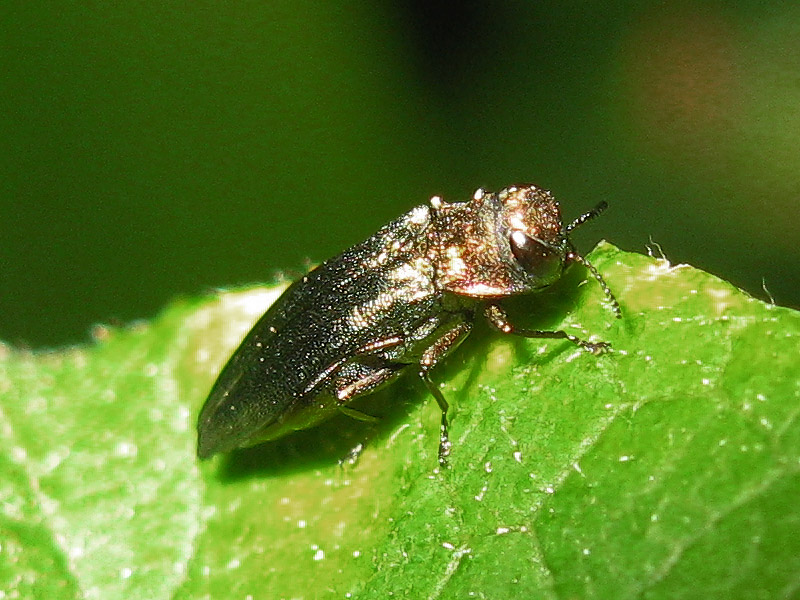 Buprestidae: Agrilus viridis, femmina
